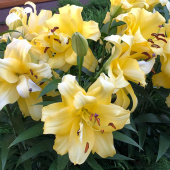Лилия Exotic Sun