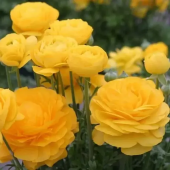 Лютик Азиатский  Yellow