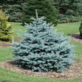 Ель колючая Glauca Arizonica