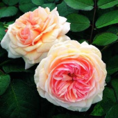 Роза Английская кустовая  A Shropshire Lad