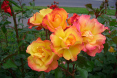 Роза  кустовая Bonanza