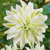 Лилия Polar Star (Lotus Pure)