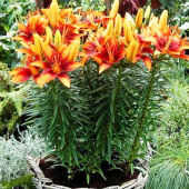 Лилия Tiny Orange Sensation