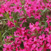 Флокс столоносный  Red Ridge