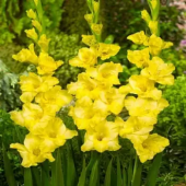 Гладиолус Limoncello