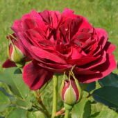 Роза Английская кустовая Darcey Bussell