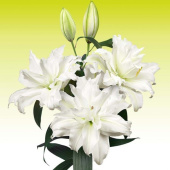 Лилия Roselily Nadia