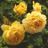 Роза Английская кустовая Golden Celebration