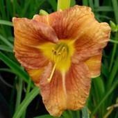 Лилейник EveryDaylily Bronze