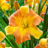 Лилейник EveryDaylily Punch Yellow