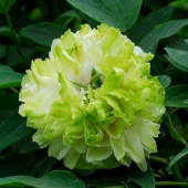 Пион древовидный Green Jade