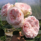 Роза Английская кустовая  Claire Rose