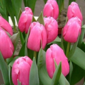 Тюльпан триумф Jumbo Pink