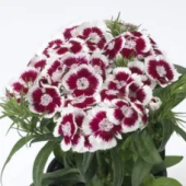 Гвоздика турецкая Red Picotee