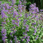 Котовник Фассена Blue Wonder
