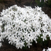 Флокс шиловидный White Delight