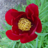 Пион Молочноцветковый Single Red