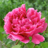 Пион Древовидный Dark Pink