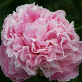 Пион Молочноцветковый Pink