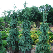 Ель колючая Pendula