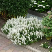 Шалфей дубравный Sensation Compact White