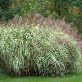 Мискантус китайский Variegatus 