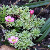 Камнеломка Арендса Variegata
