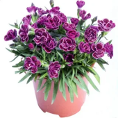Гвоздика голландская Purple Picotee