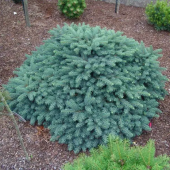 Ель колючая Waldbrunn