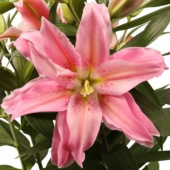 Лилия Roselily Sara