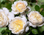 Роза Crocus Rose
