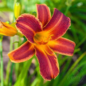 Лилейник EveryDaylily Red Rib