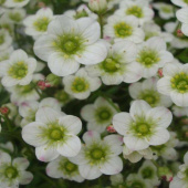 Камнеломка Арендса White Star