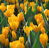Крокус Ботанический Golden Yellow