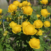 Купальница Lemon Queen