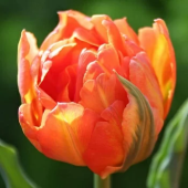 Тюльпан Махровый Monte Orange