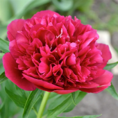 Пион Молочноцветковый Red Sarah Bernhardt