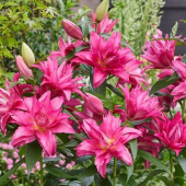 Лилия Roselily Floretta