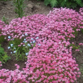 Камнеломка Арендса Carpet Pink
