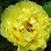 Пион Древовидный Yellow
