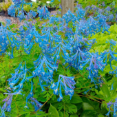 Хохлатка извилистая Craigton Blue