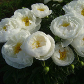 Пион травянистый Patio Peony Madrid