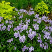 Флокс столоносный Blue Ridge
