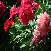 Пион травянистый Patio Peony London