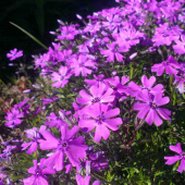 Флокс шиловидный Purple Beauty