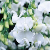 Чина широколистная White Pearl