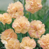 Гвоздика гратианополитанская Devon Cream