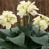 Канна  Ambassador