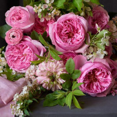 Роза Английская кустовая Carey (AUSweather)
