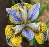 Ирис сибирский Tipped in Blue